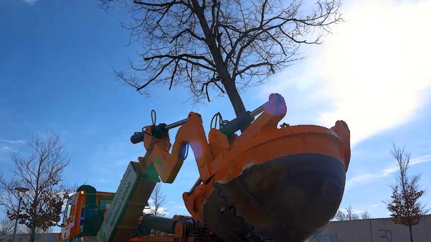 Ein winterlich kahler Baum wird in der Januarsonne vor blauem Himmel durch eine Verpflanzungsmaschine empor gehoben